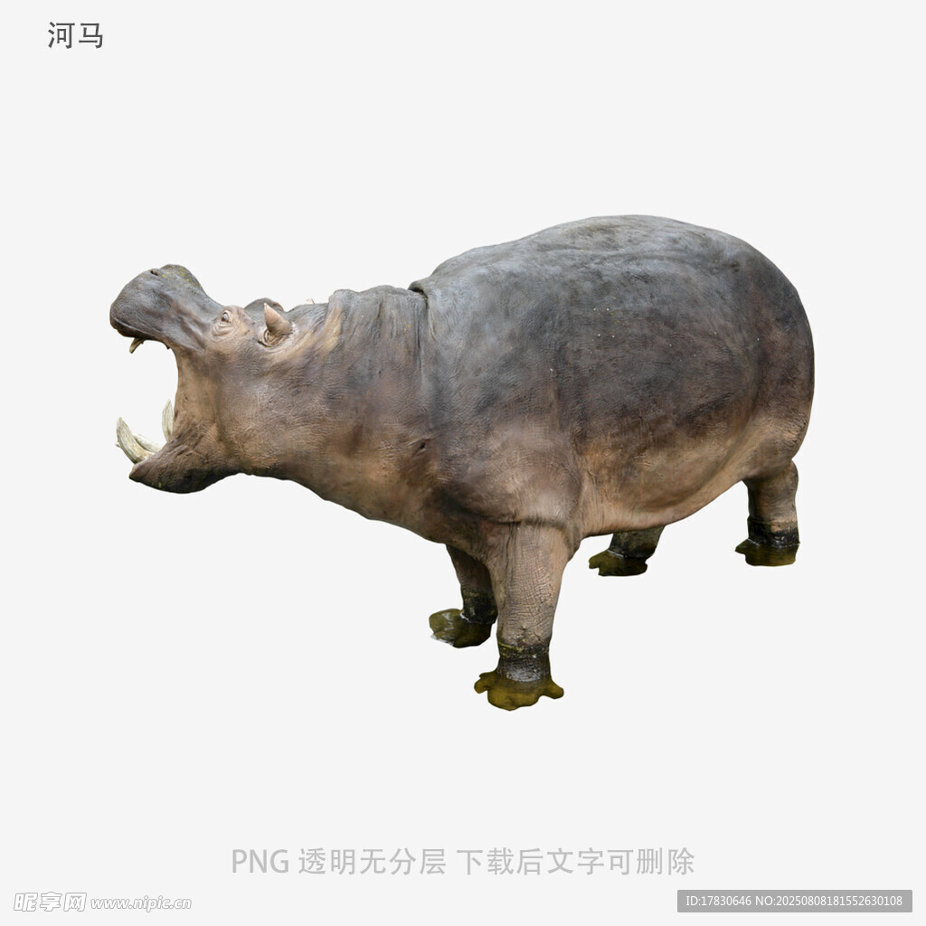 河马