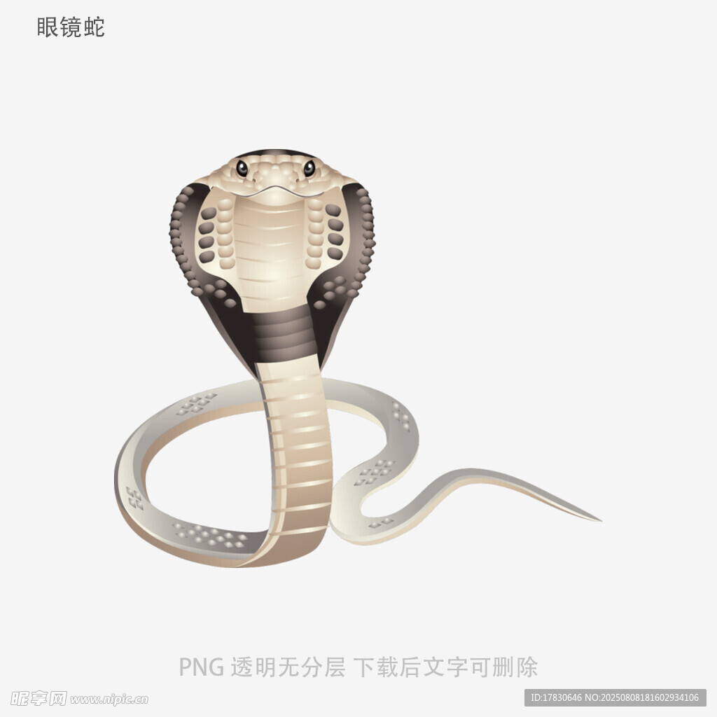眼镜蛇
