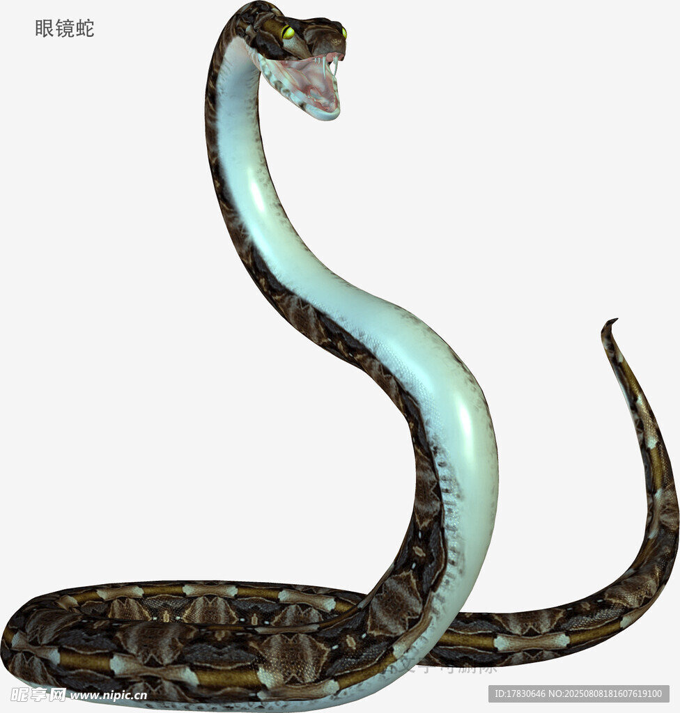 眼镜蛇