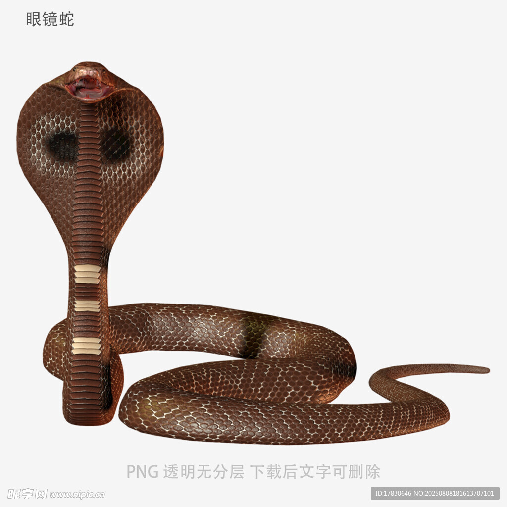 眼镜蛇