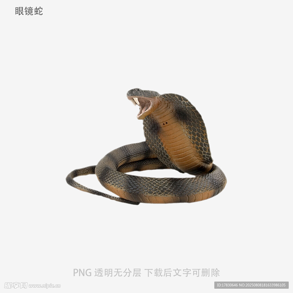 眼镜蛇