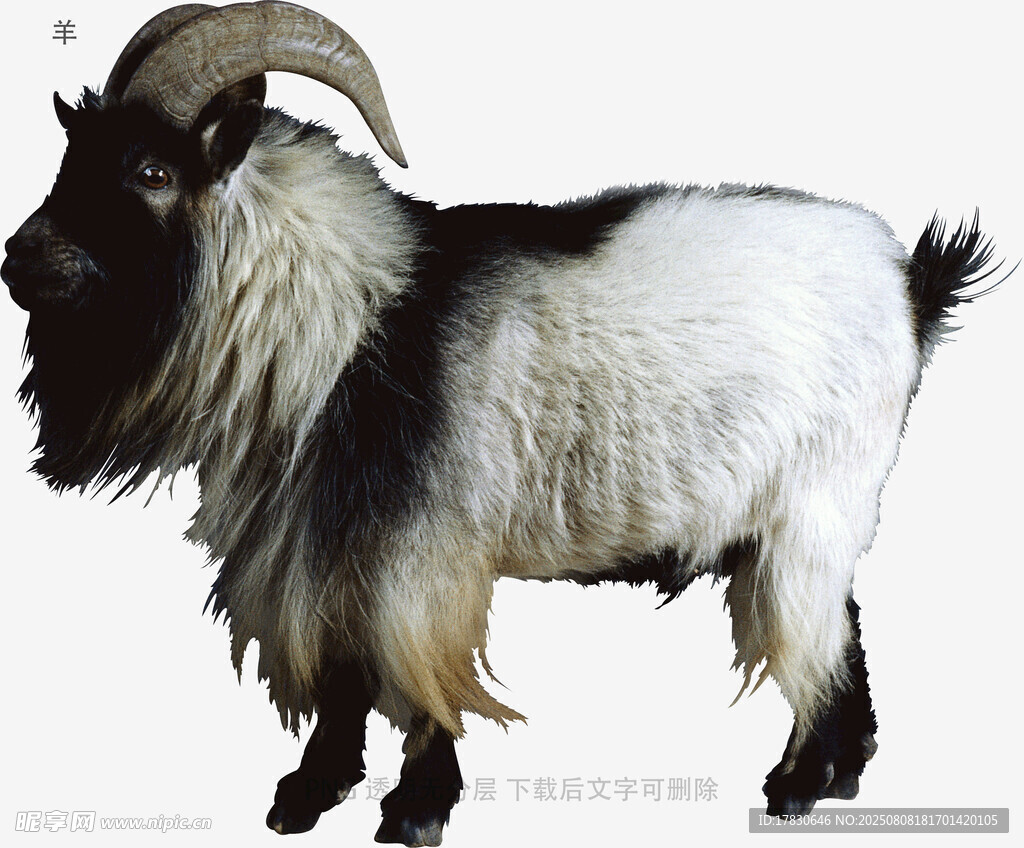 羊