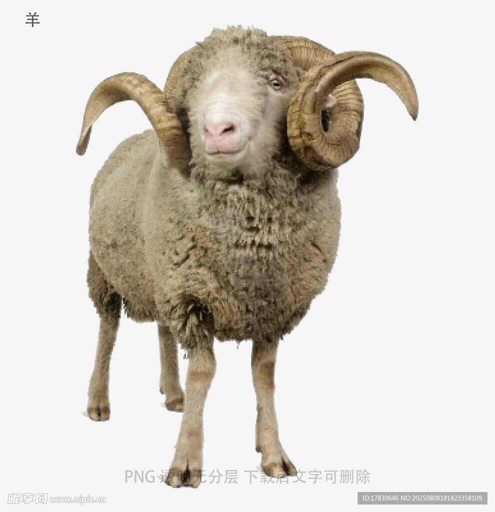 羊