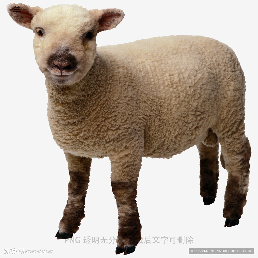 羊