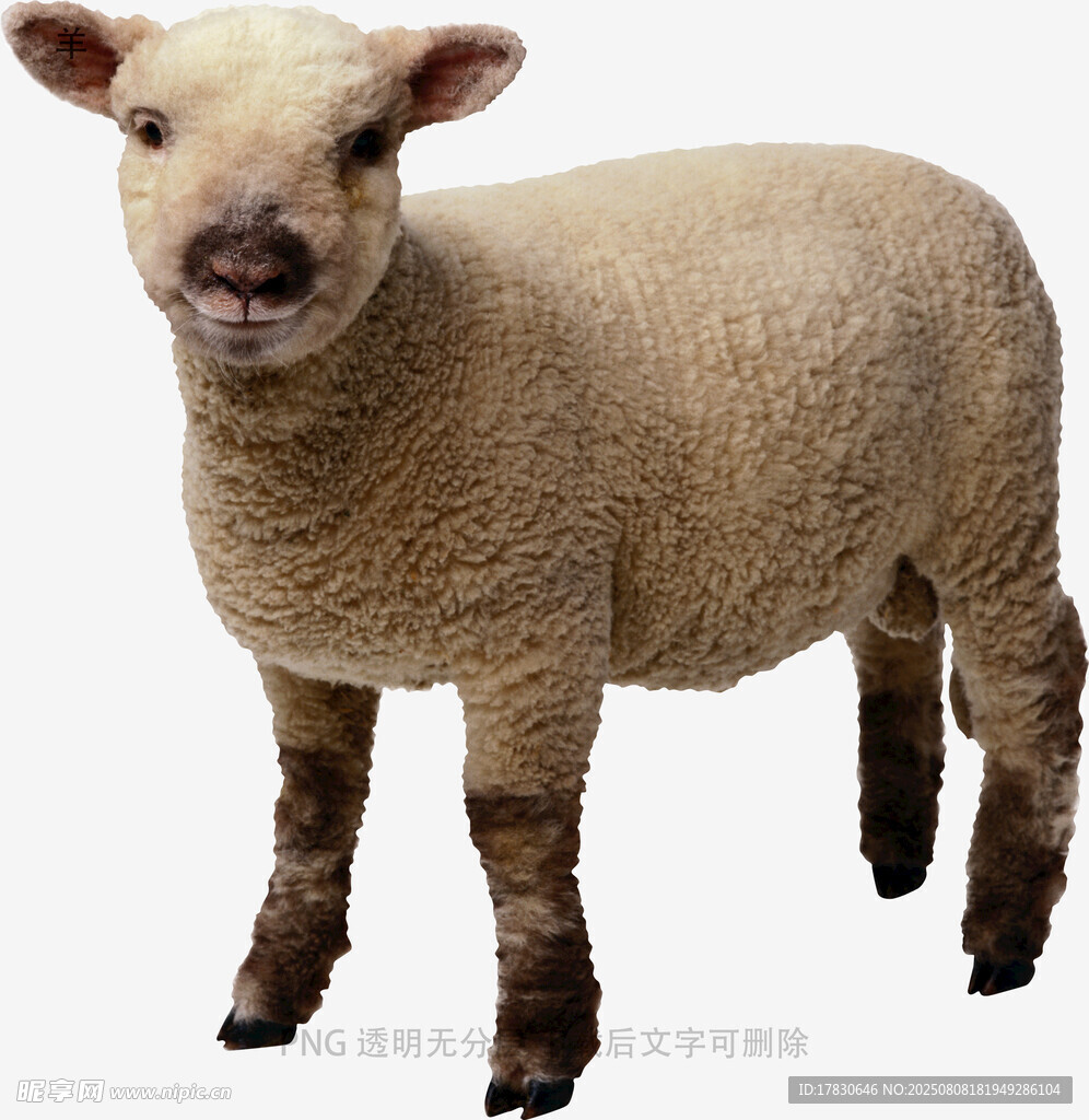 羊