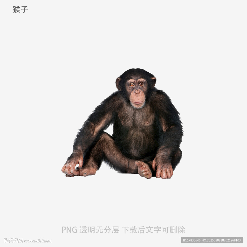 猴子