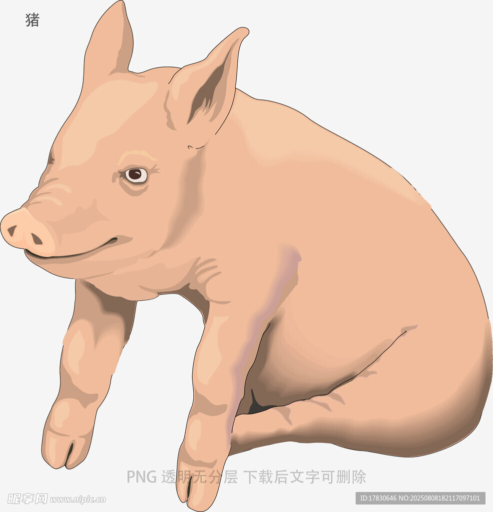 猪