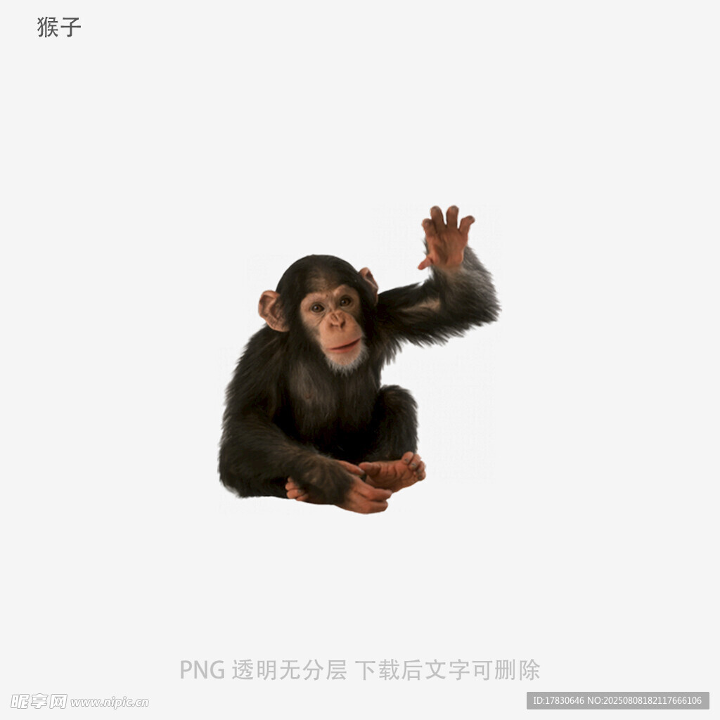 猴子