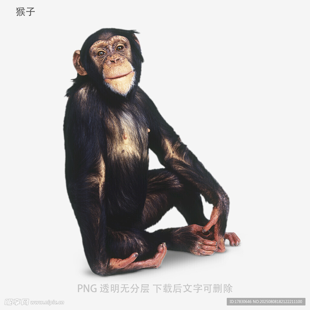 猴子