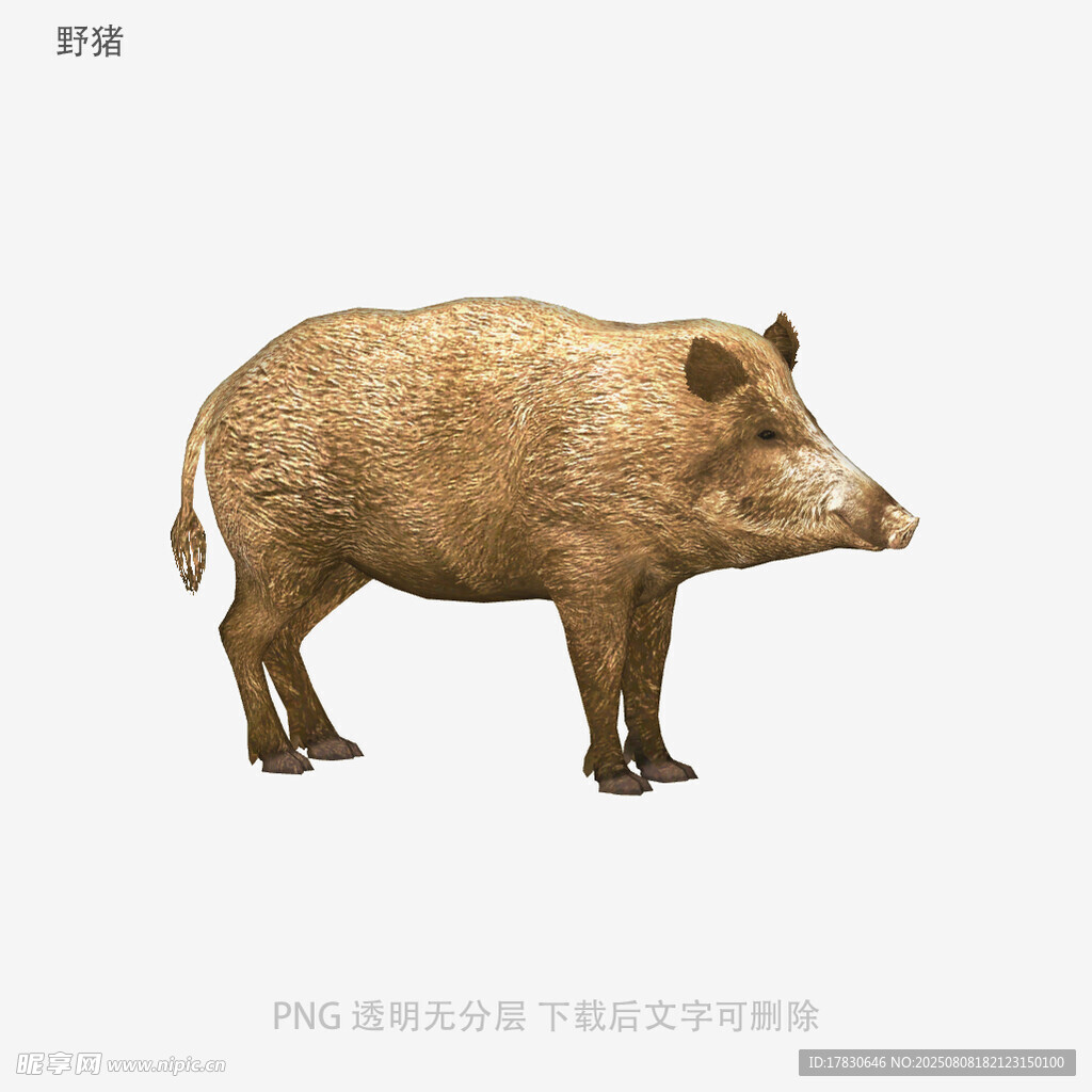 野猪