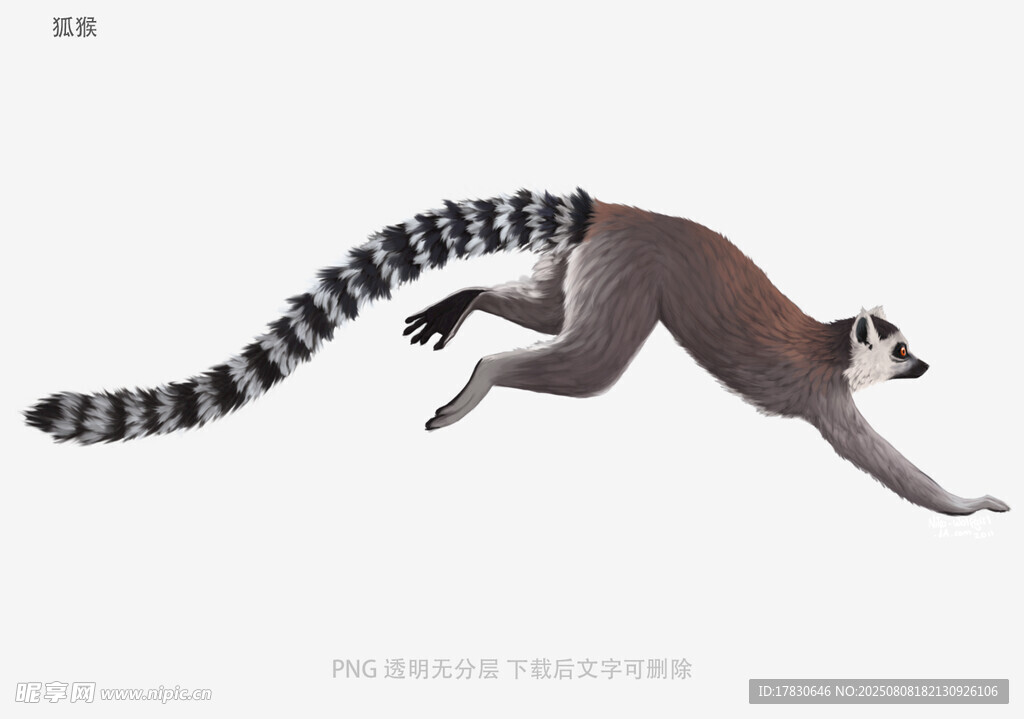 狐猴