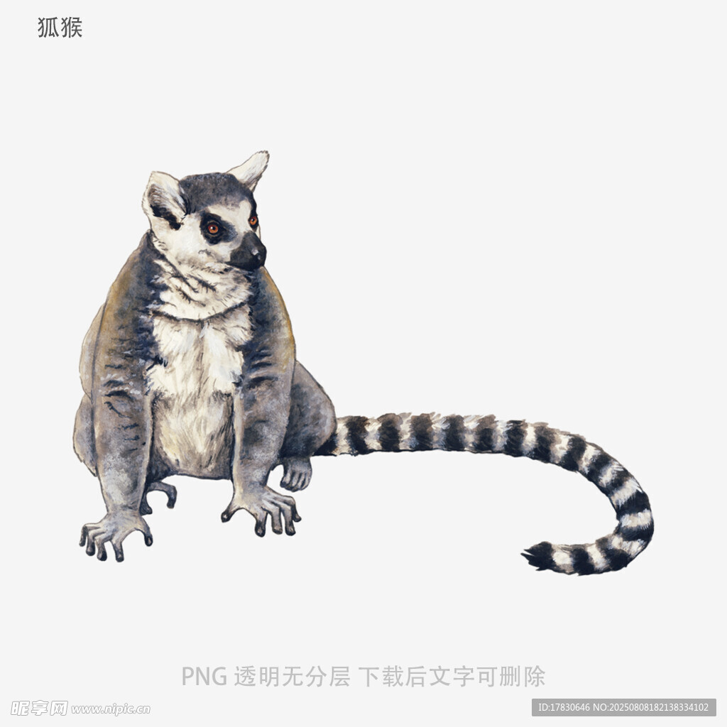 狐猴