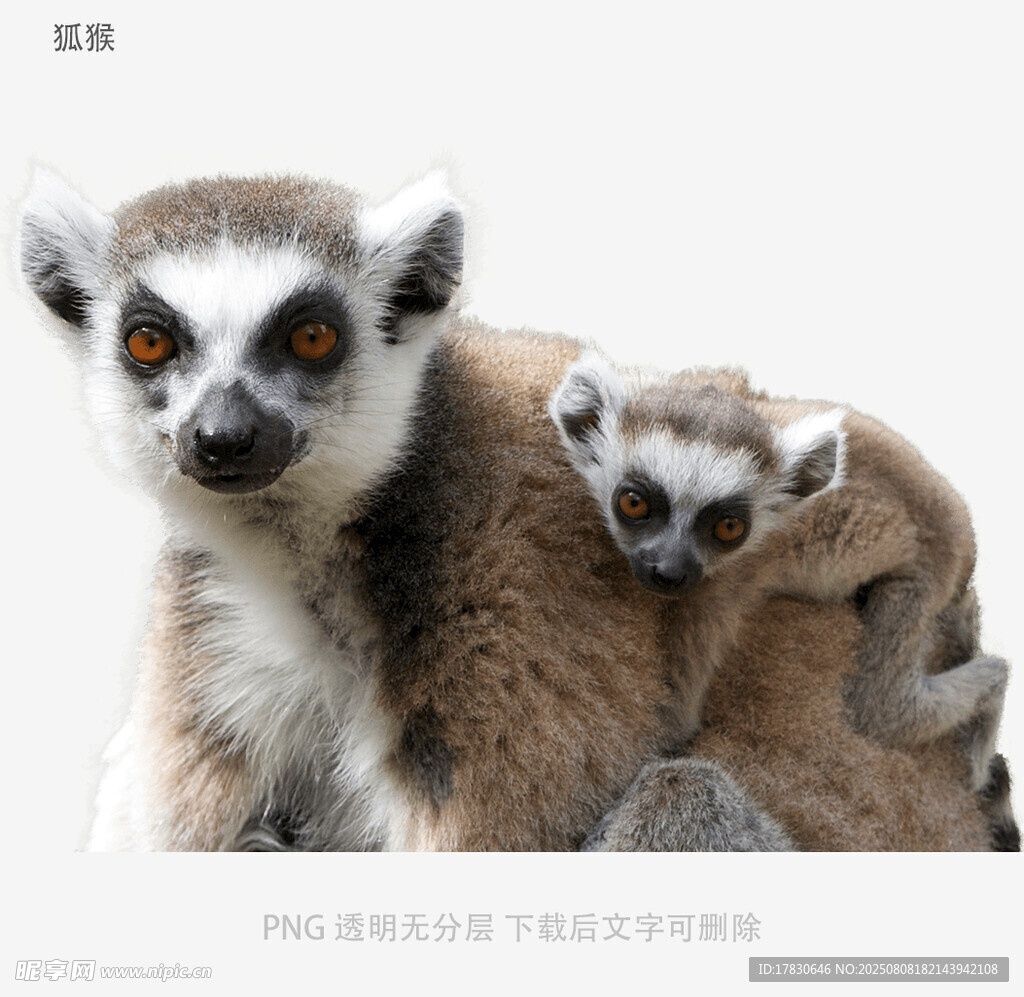 狐猴