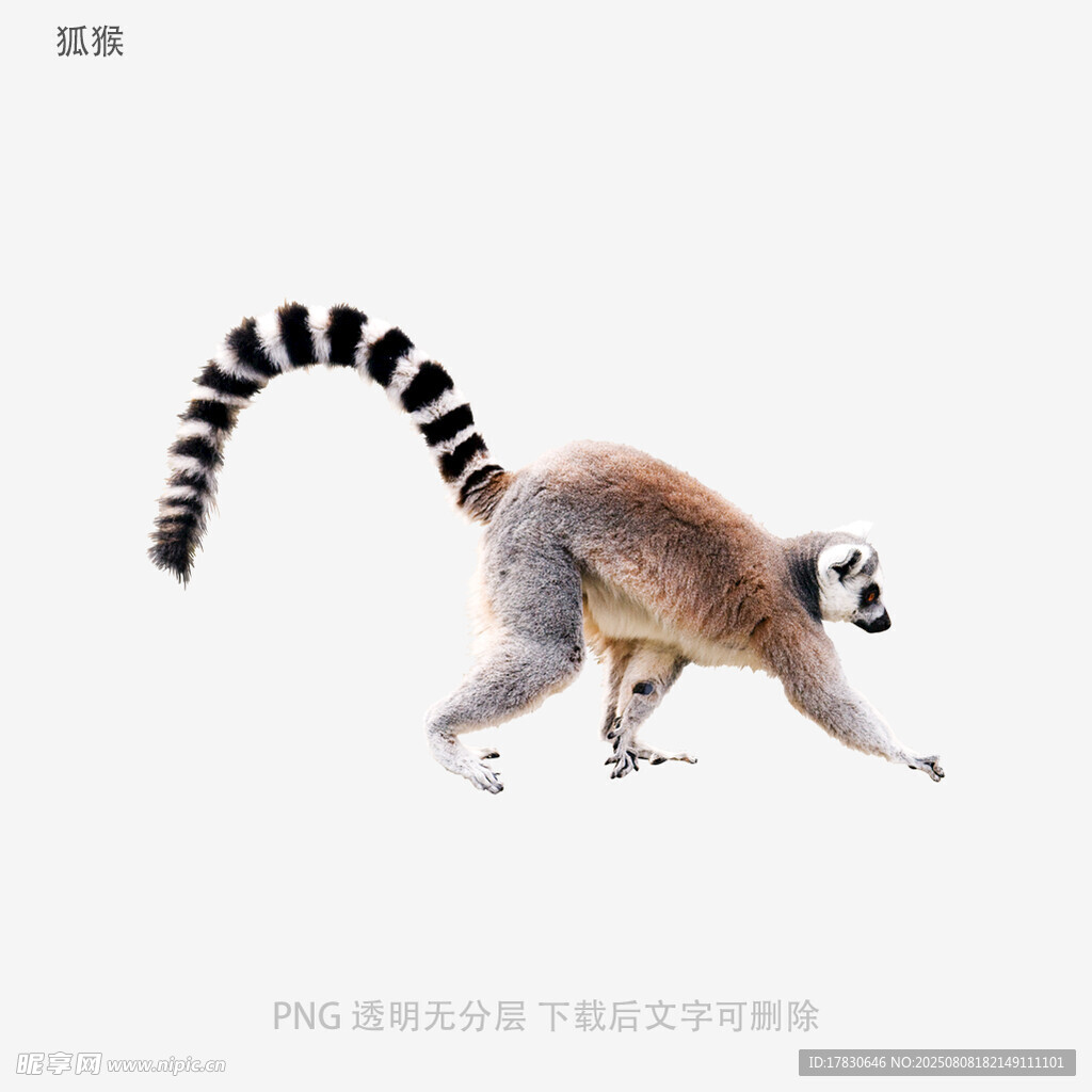 狐猴