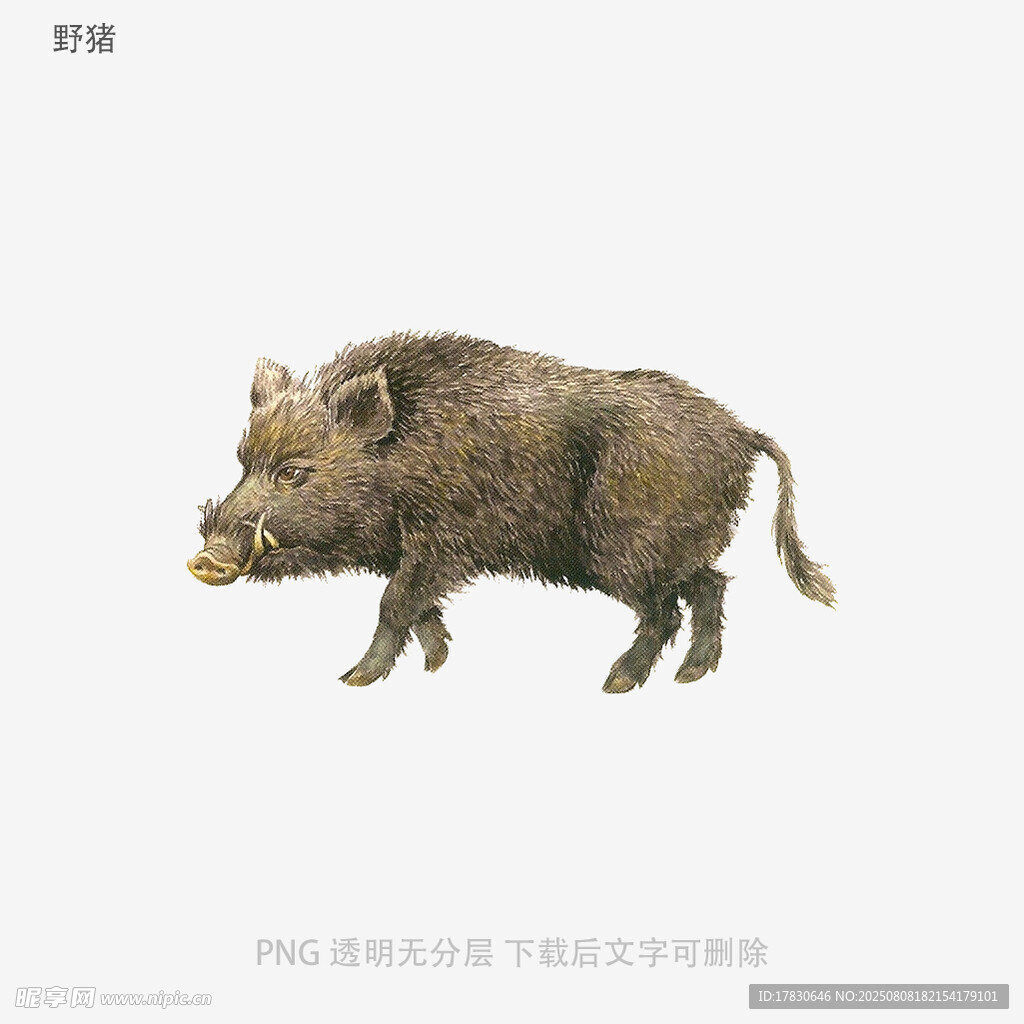 野猪