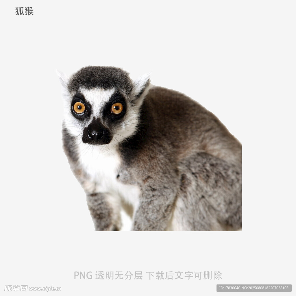 狐猴
