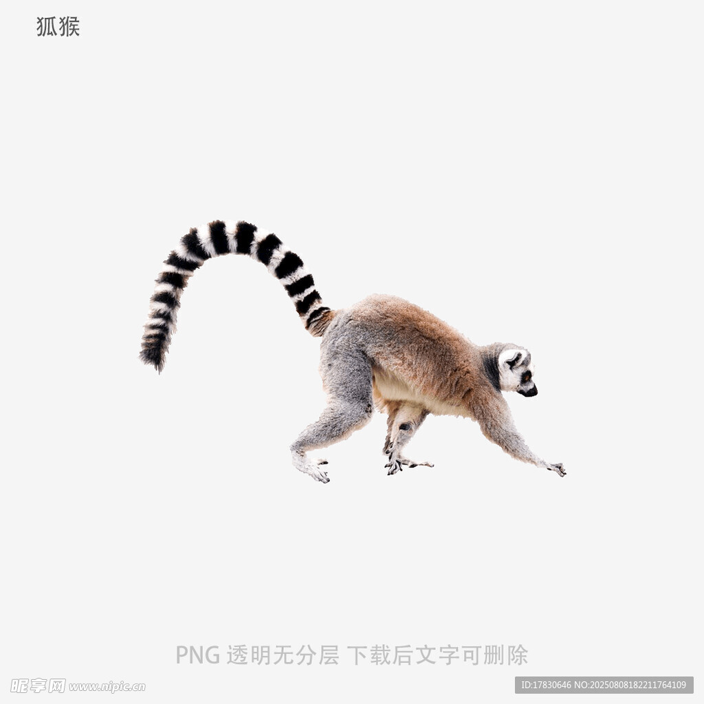 狐猴