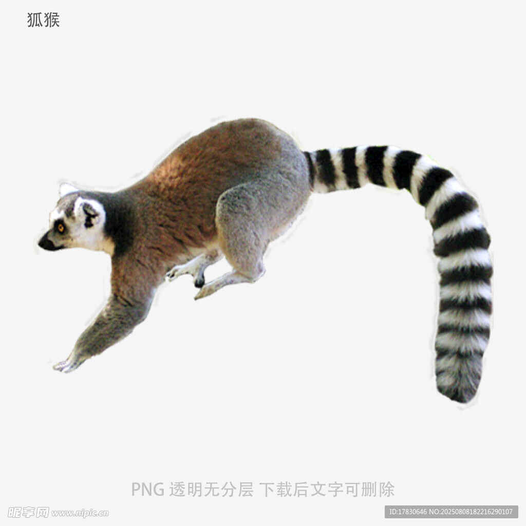 狐猴