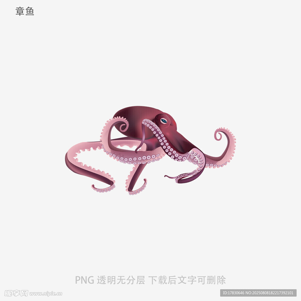 章鱼