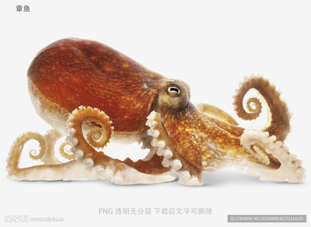 章鱼