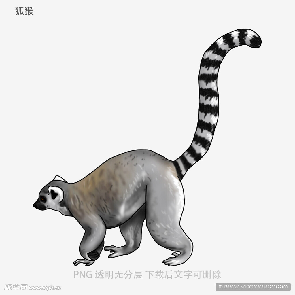 狐猴