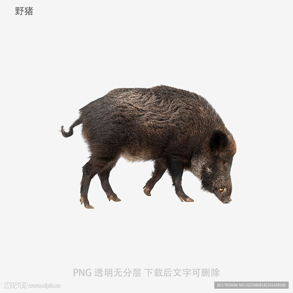 野猪