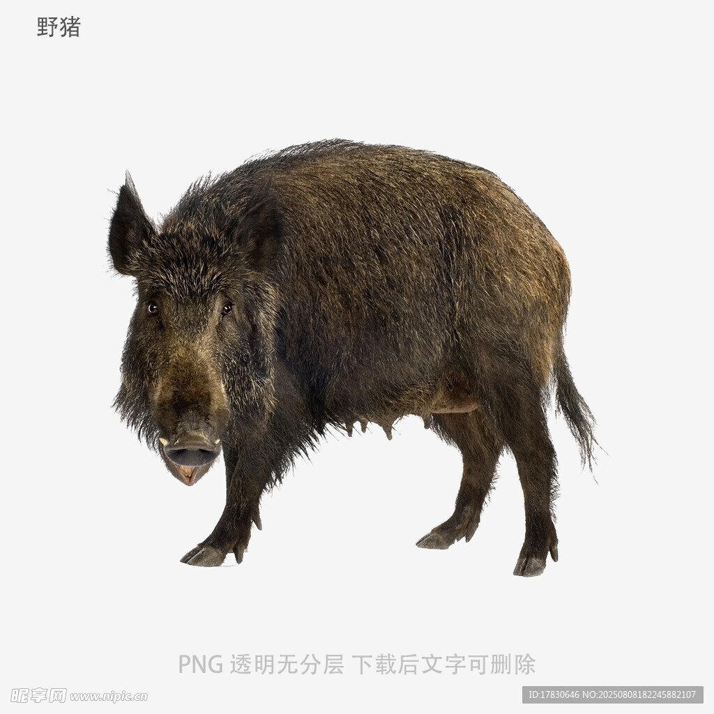 野猪