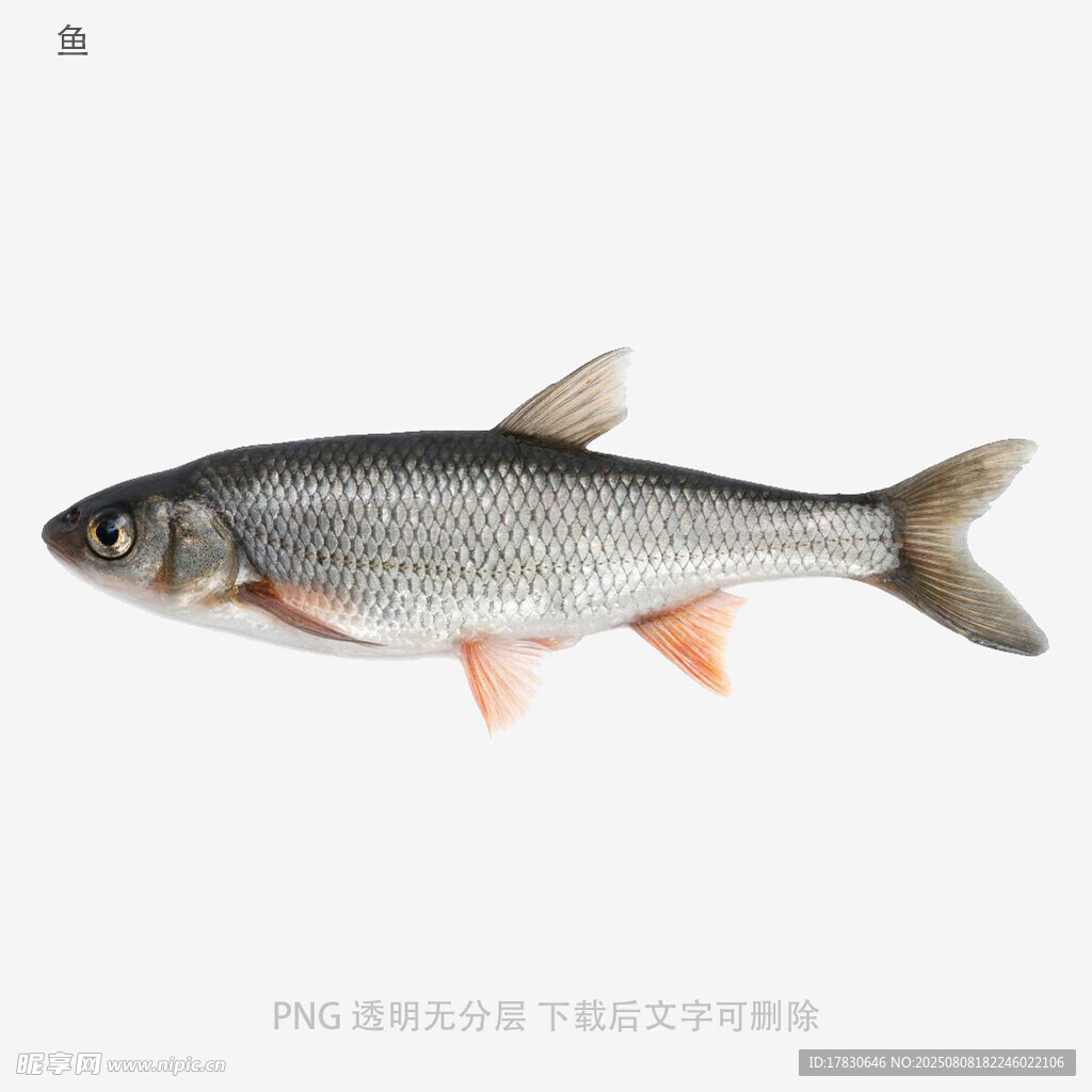 鱼