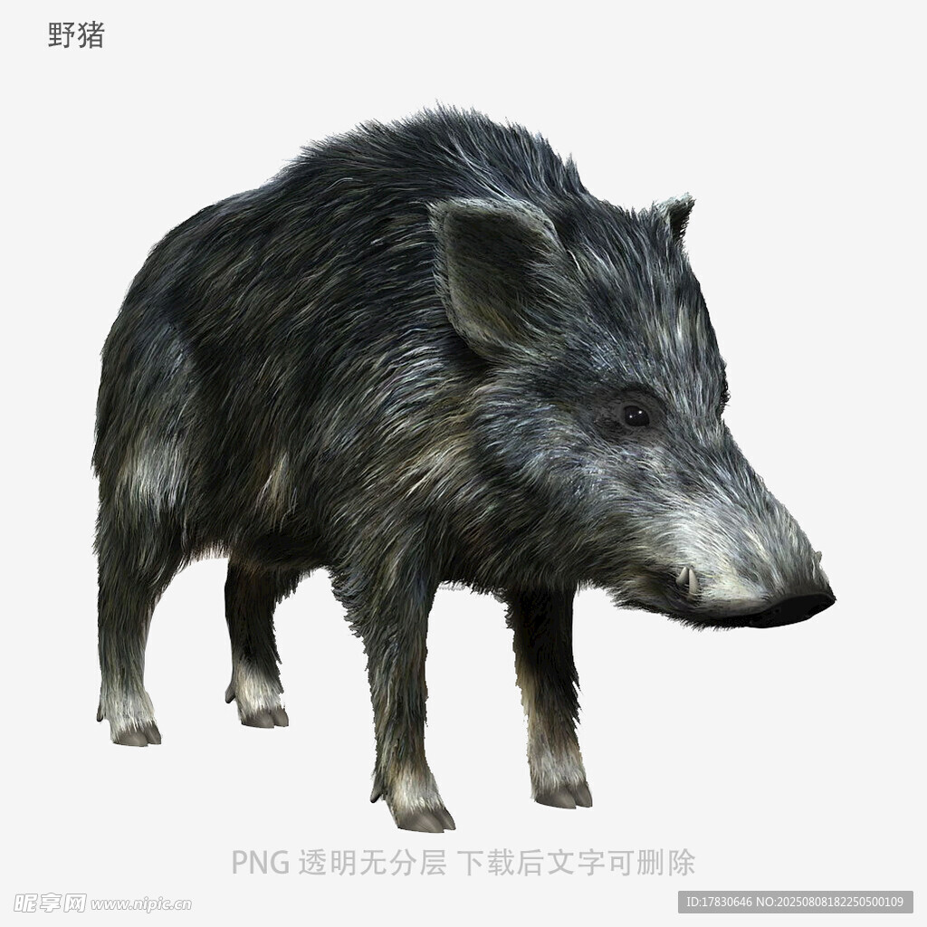 野猪