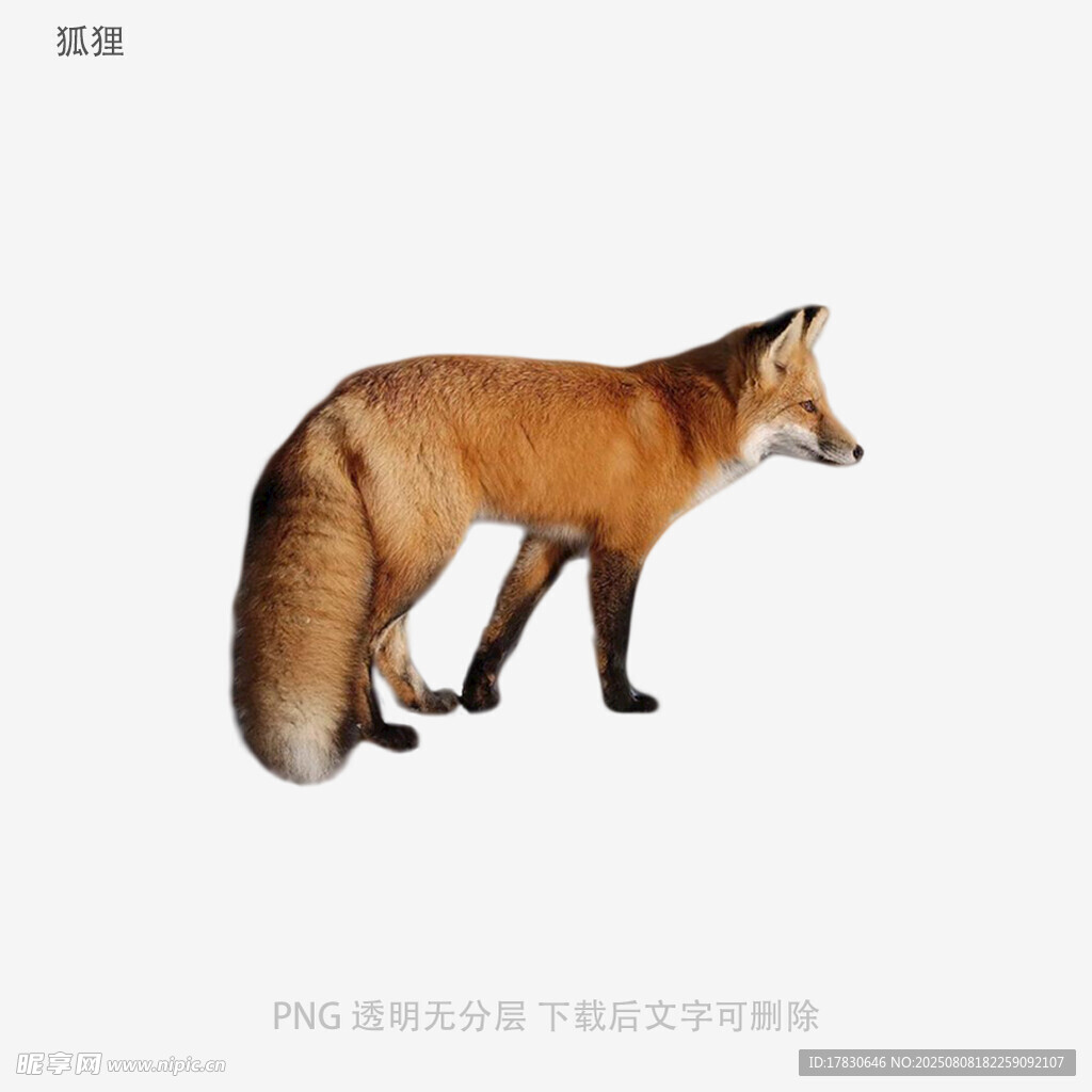 狐狸