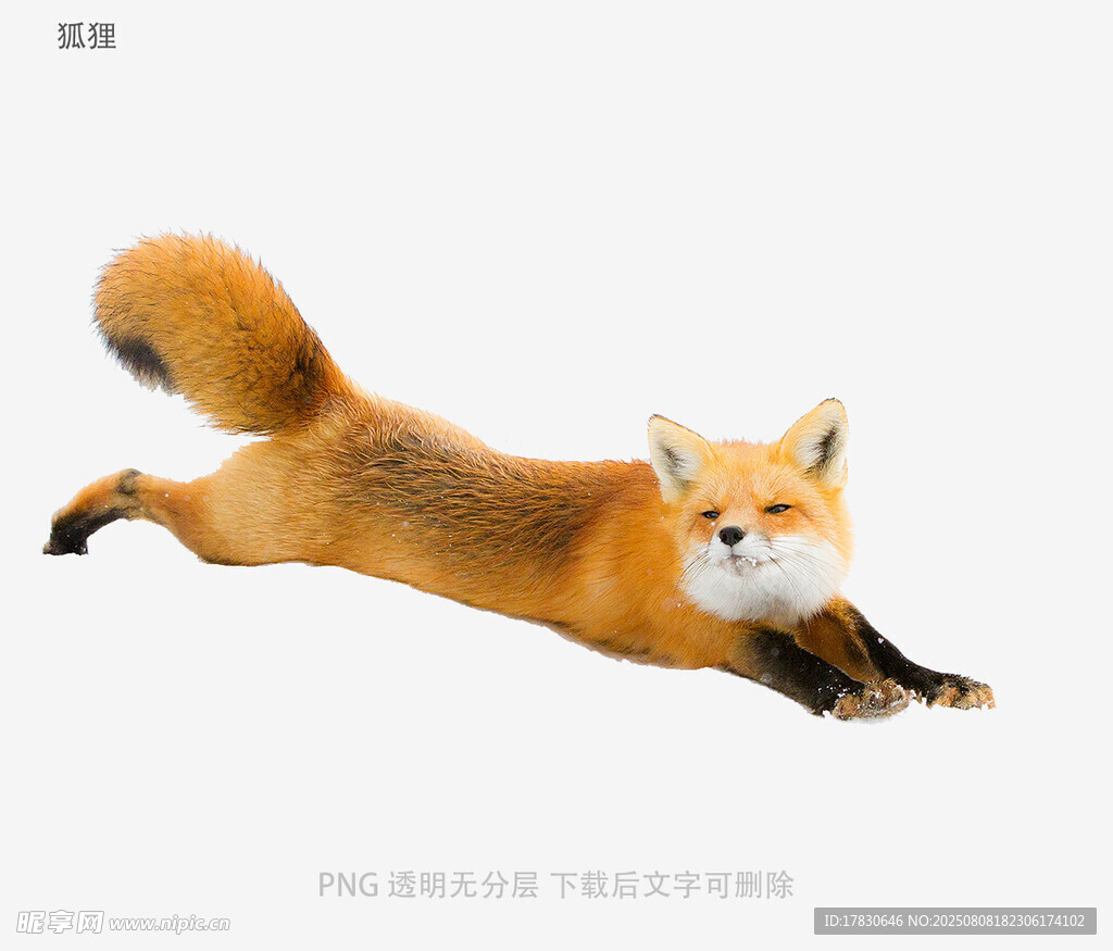 狐狸