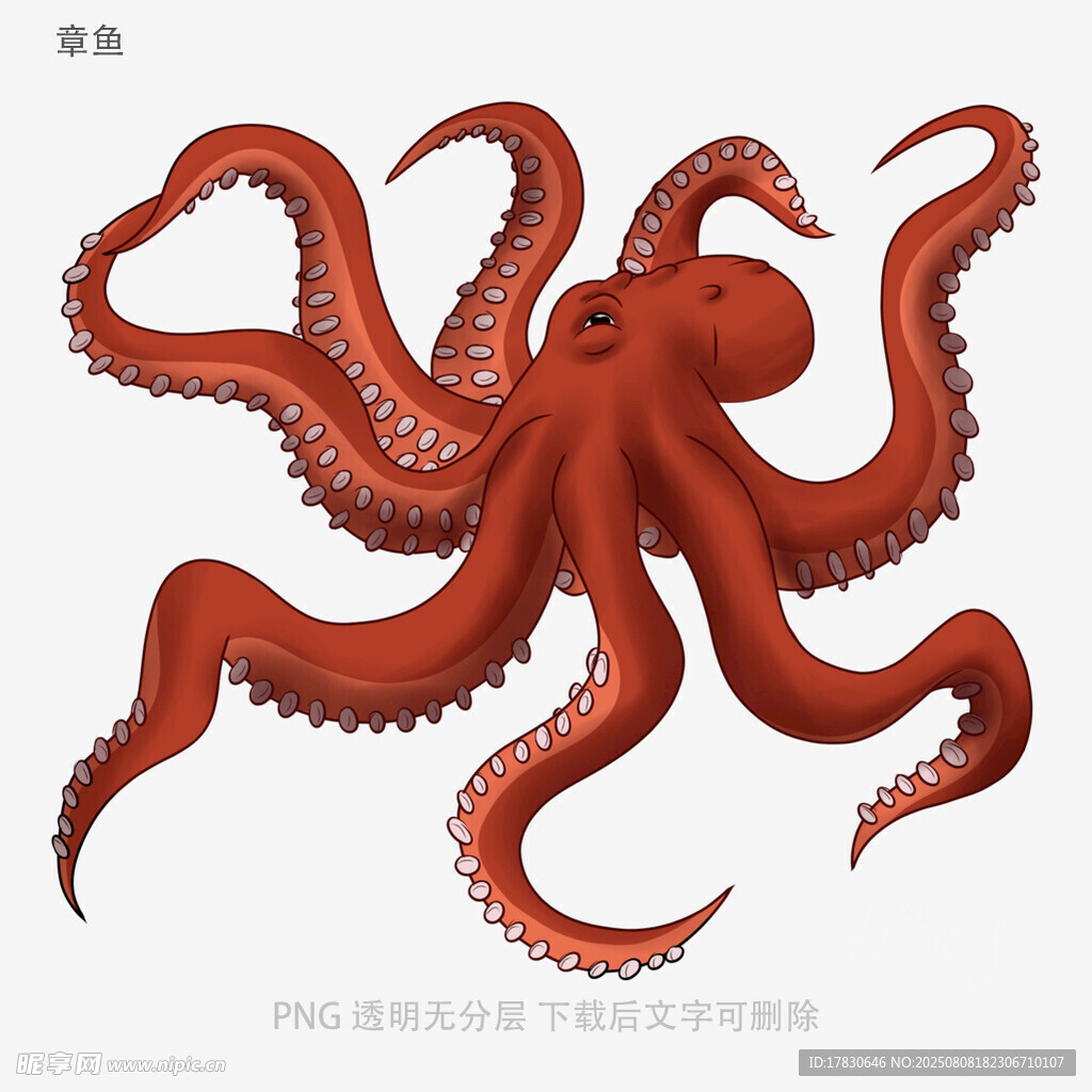 章鱼