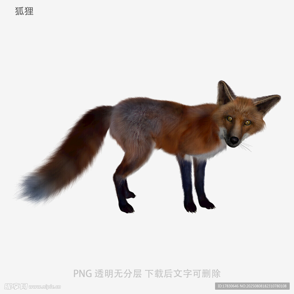 狐狸