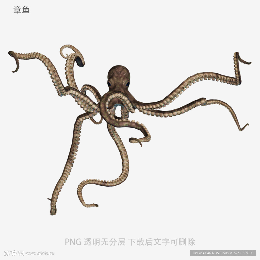 章鱼