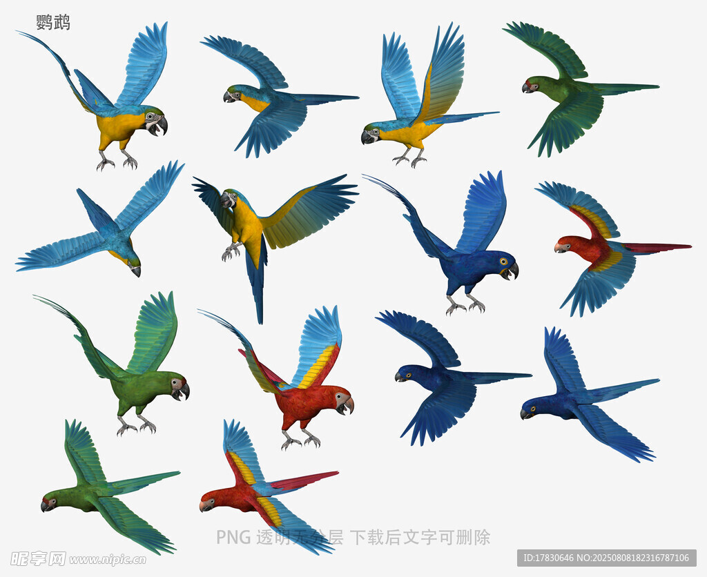 鹦鹉