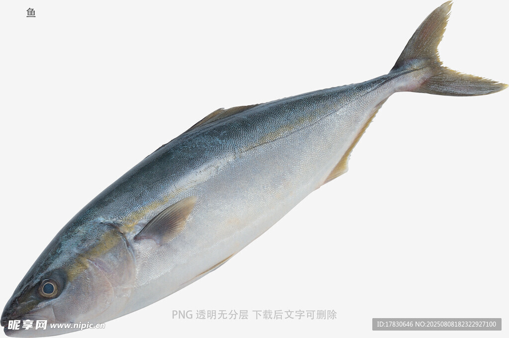 鱼