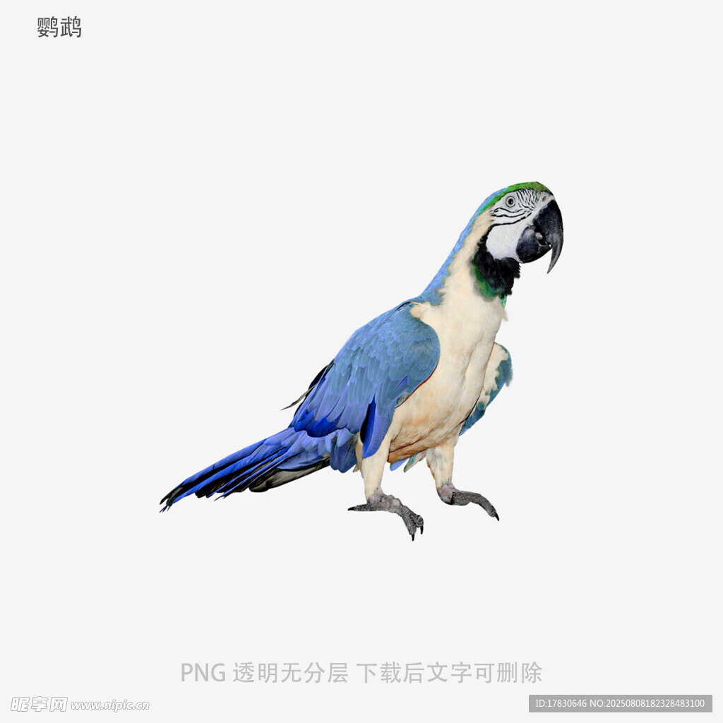 鹦鹉
