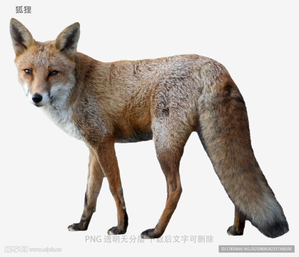 狐狸