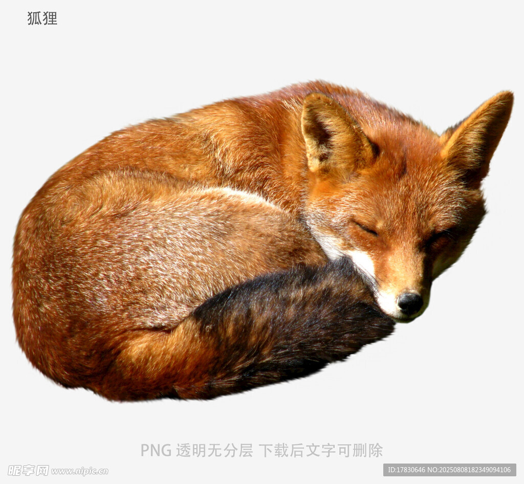 狐狸