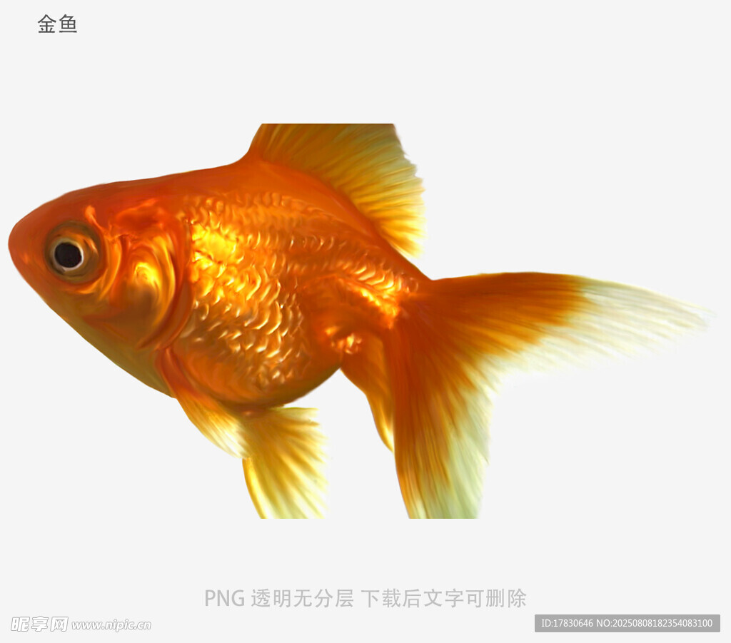 金鱼