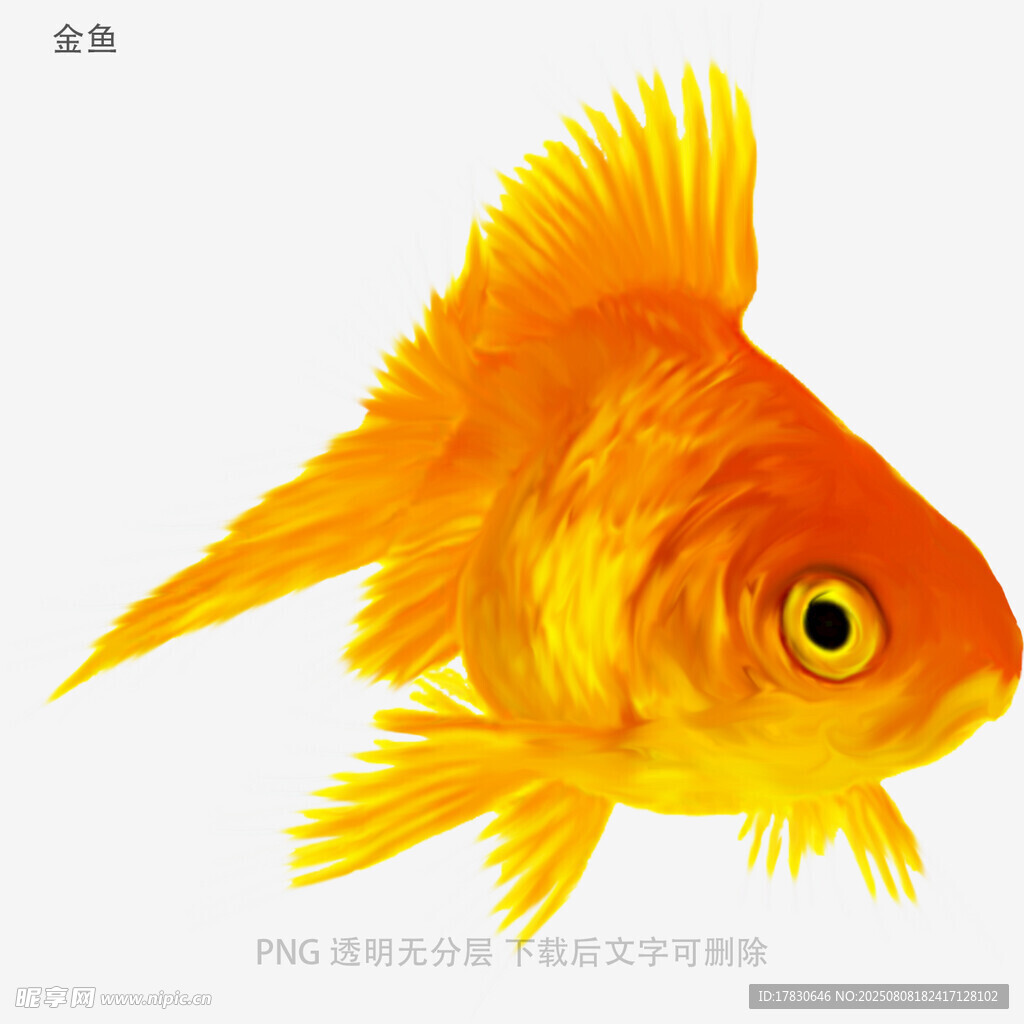 金鱼