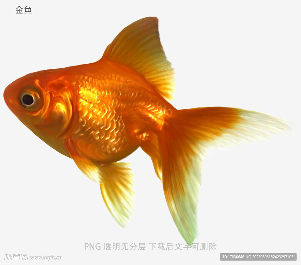 金鱼