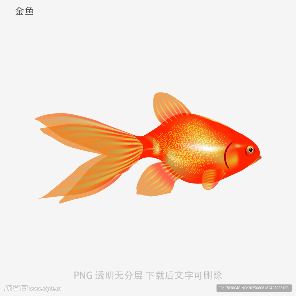 金鱼