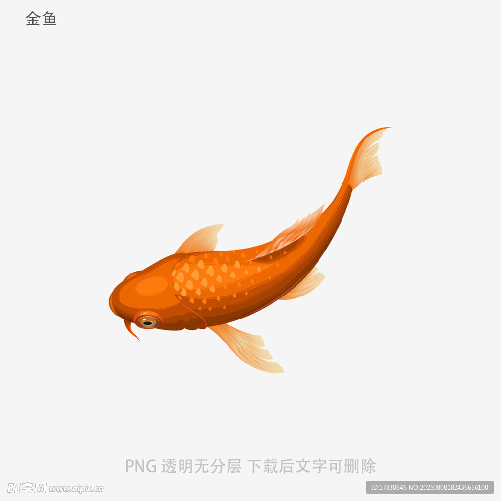 金鱼
