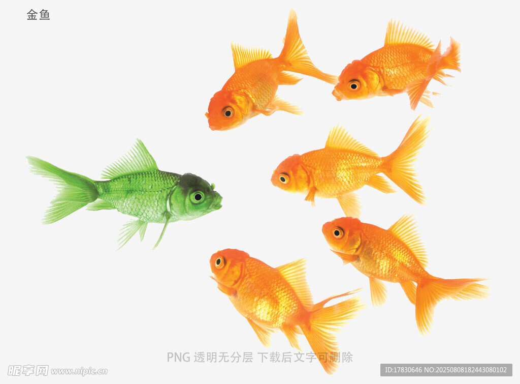 金鱼