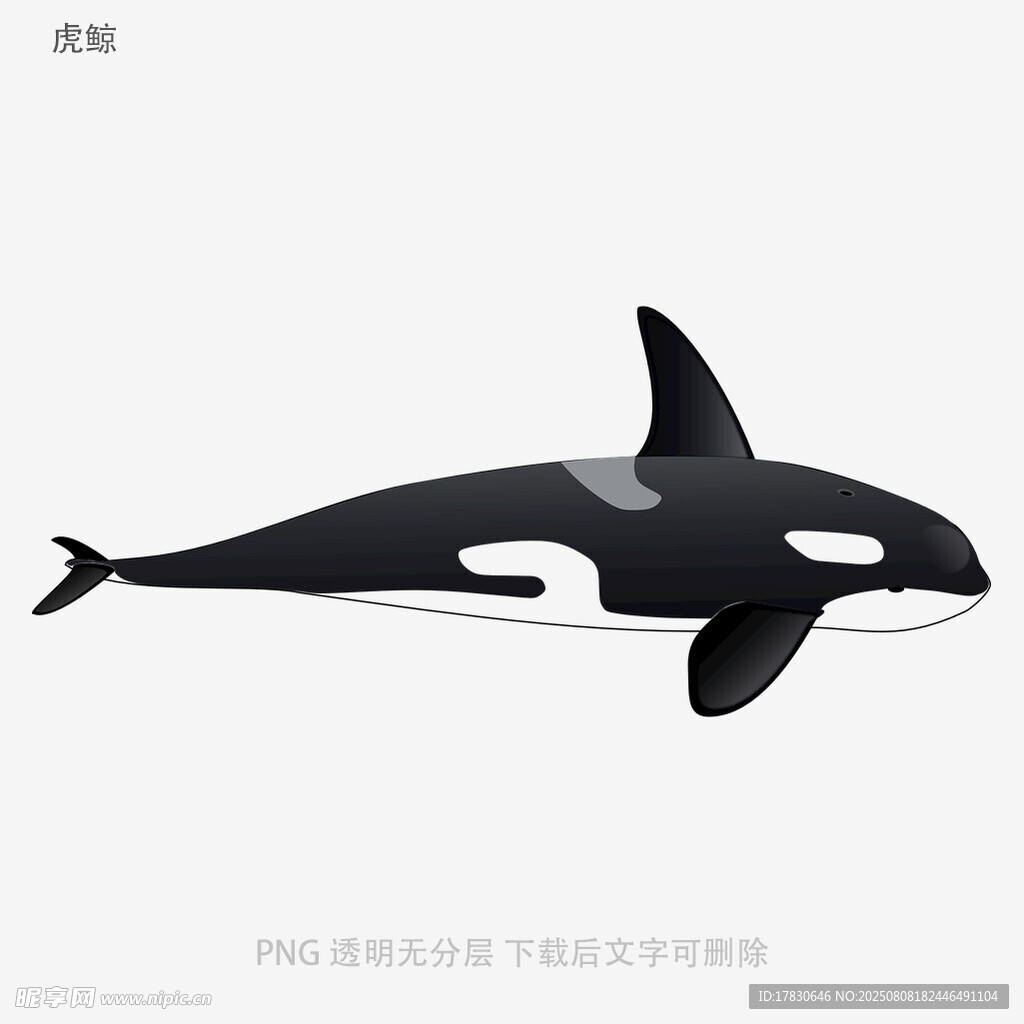 虎鲸