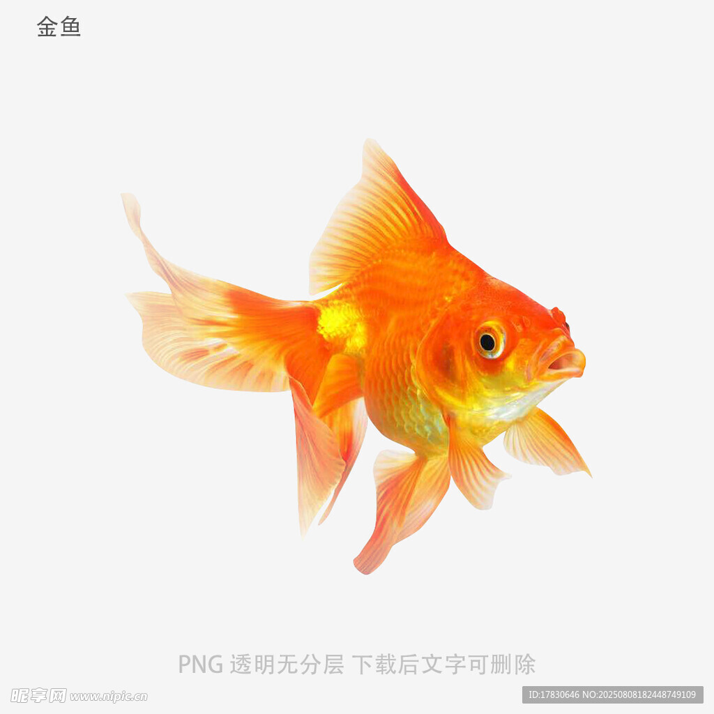 金鱼