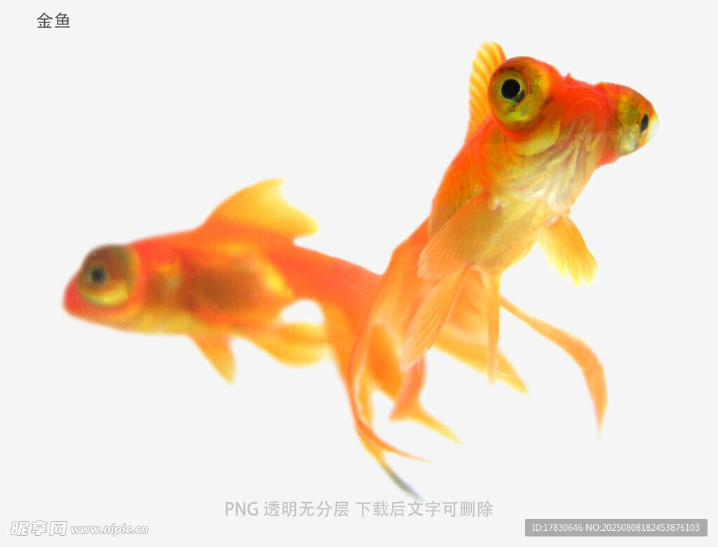 金鱼