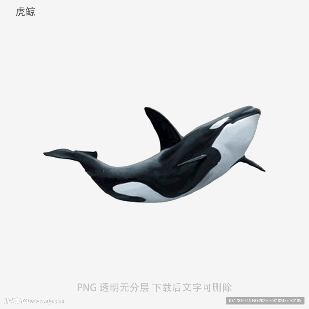 虎鲸
