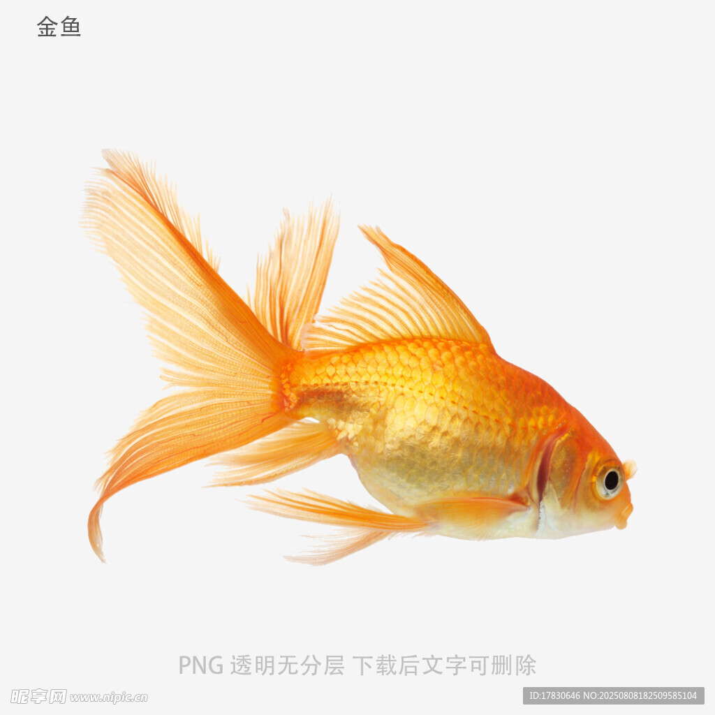 金鱼